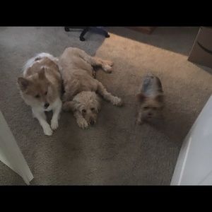 Meet your Posher, Ann